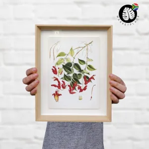 Framed Print - Lipstick Vine